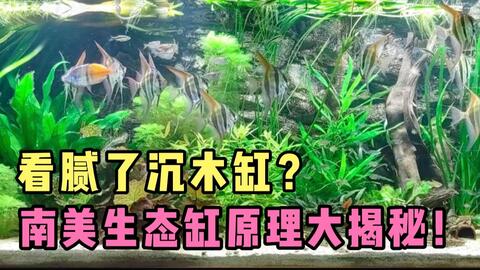 怎么自己打造生态缸 f012eef84412c5ec99442a74438ce1084f68830a.jpg@480w_270h_1c