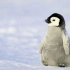 【混剪】-把生命献给南极北极的动物们