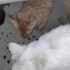 【流浪猫】看到楼下多了几只小奶猫 拿着猫粮去喂一下~~~