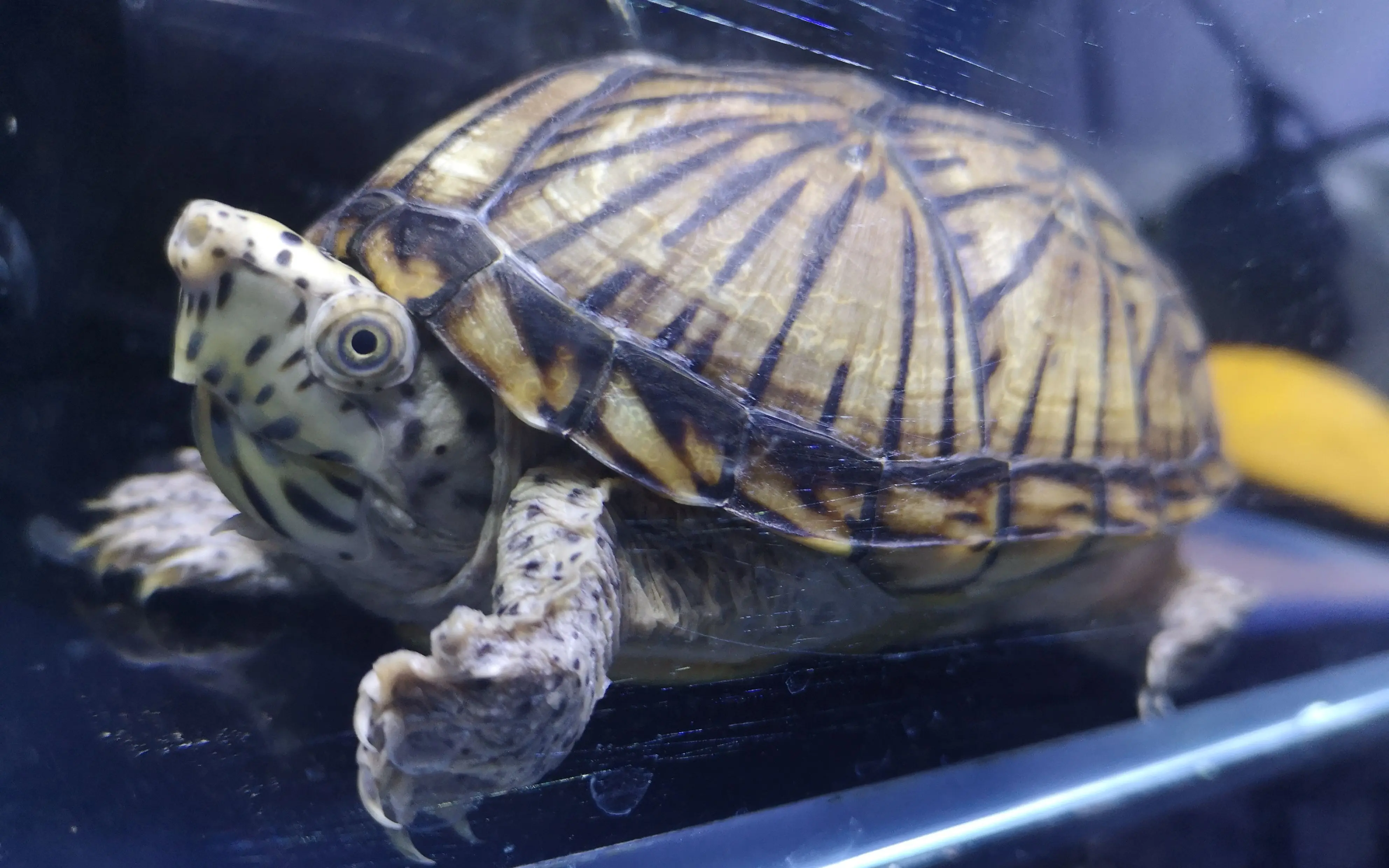 极品巨头蛋龟 谈谈我养巨头是什么样的感受 其实它不凶 很憨厚可爱