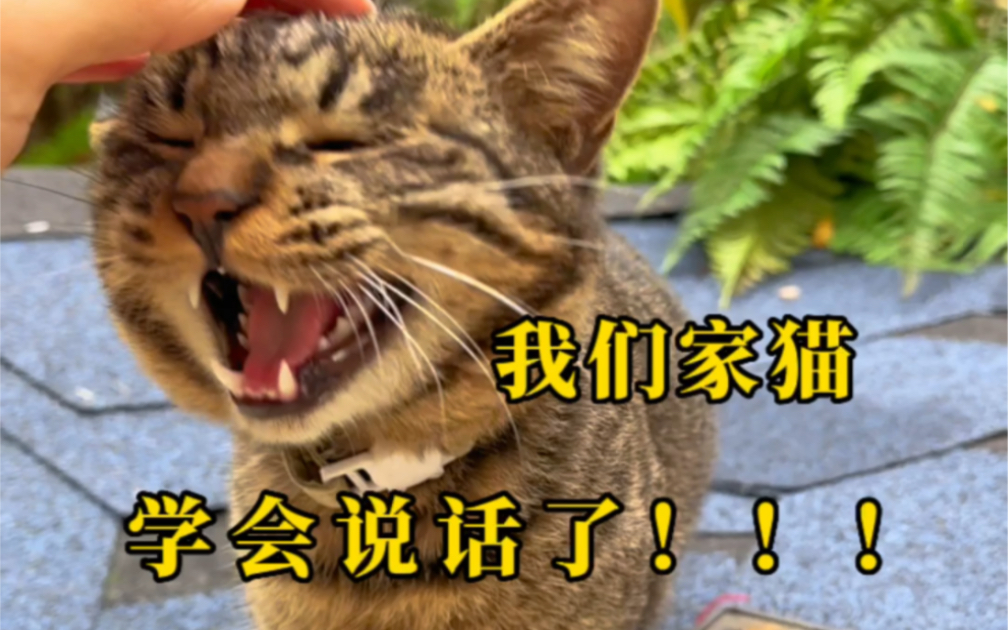 我们家猫会说话啦!快拿给你家猫看看!哔哩哔哩bilibili