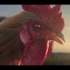 【创意广告】脑洞大开！！！用鸡宣传新能源？？？