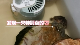 f06a6fff6a918390cc0b06edefc9c01dc371df07.jpg@280w_158h_1c_100q.jpg