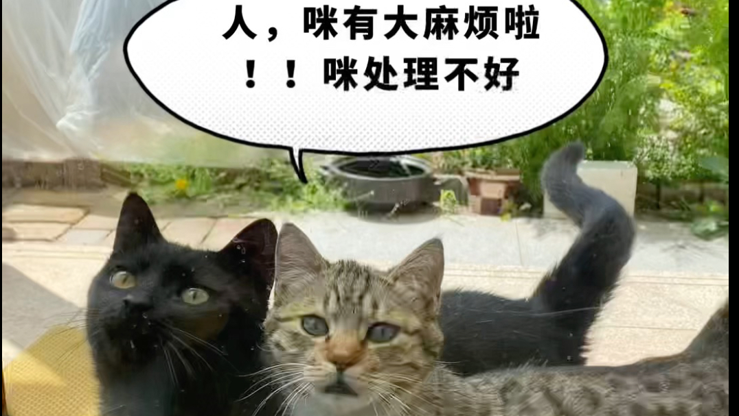 小梨花命悬一线，幸亏有兄弟姐妹通风报信