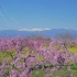 桃源郷 甲府盆地 Superb view of peach,cherry & rape blossoms