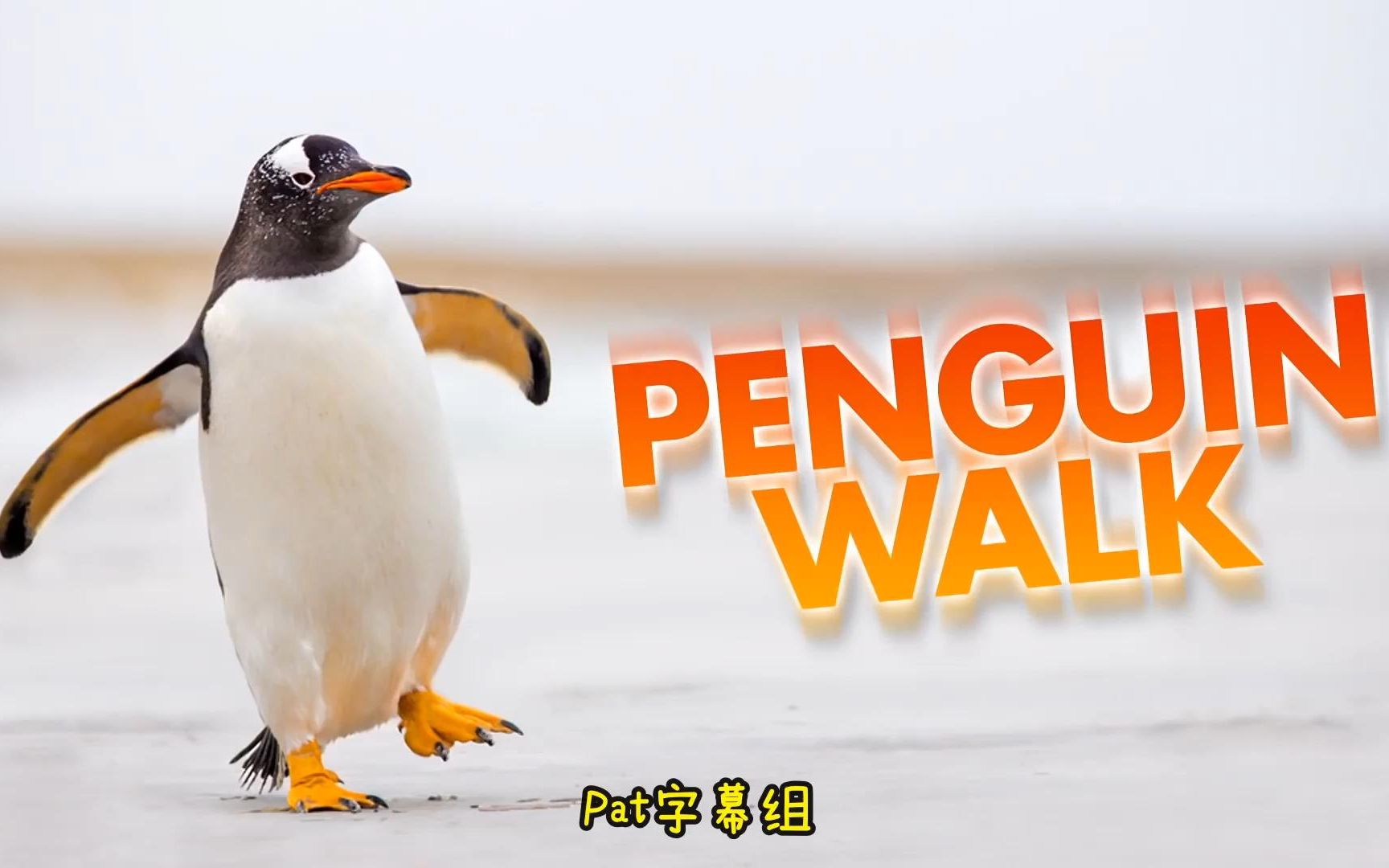 超级好玩好听的英语儿歌企鹅走路歌dothepenguinwalk