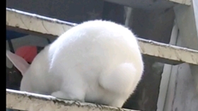 兔子怎么养不爱得病 f08daffa4dcdb1c62f13f84ea6ee6fdd4f724841.jpg@280w_158h_1c_100q.jpg