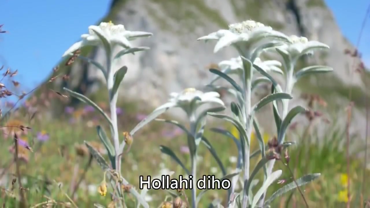 德国情歌eswareinedelwei08这是一朵雪绒花中德字幕