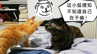 f0baf0e2c59b9511f65591272da4c6f87575acf9.jpg@310w_174h_1c_100q.jpg