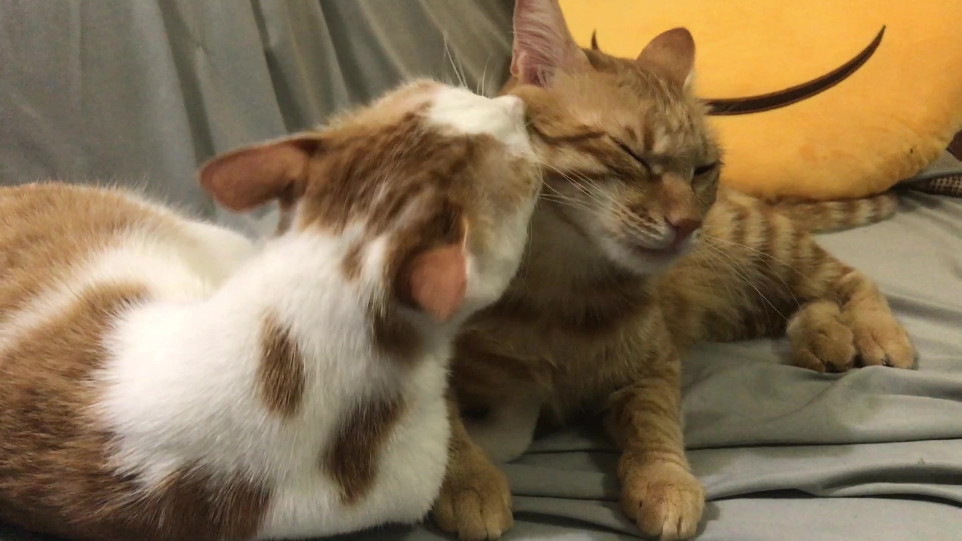 壁纸 动物 猫 猫咪 小猫 桌面 1920_1080