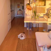 24㎡loft独居日记｜和小猫过春天✿ ᐞ・֊・ᐞฅ
