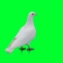 绿幕视频素材白鸽