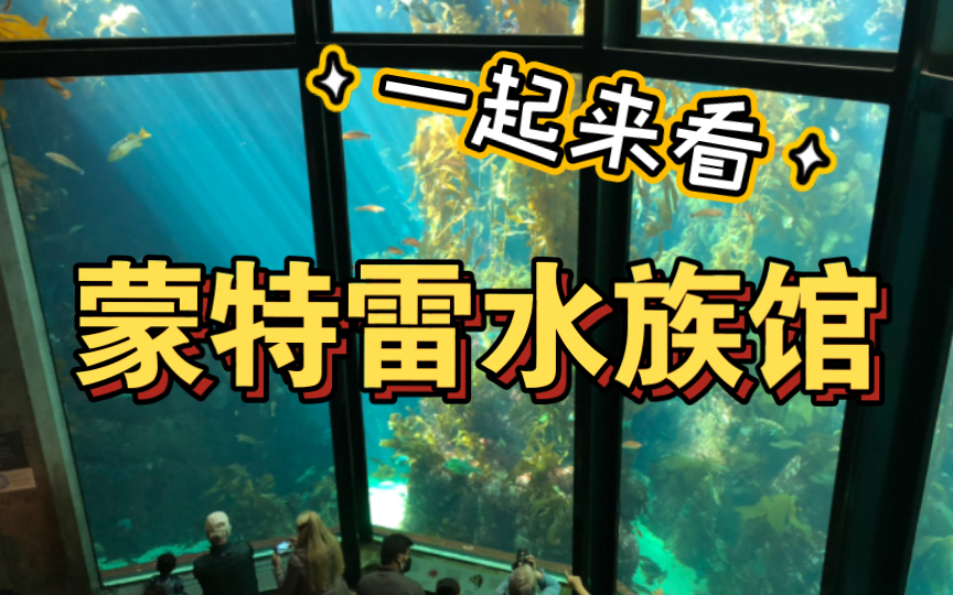 【云逛园子】跟我来蒙特雷逛全美最好的水族馆之一吧！
