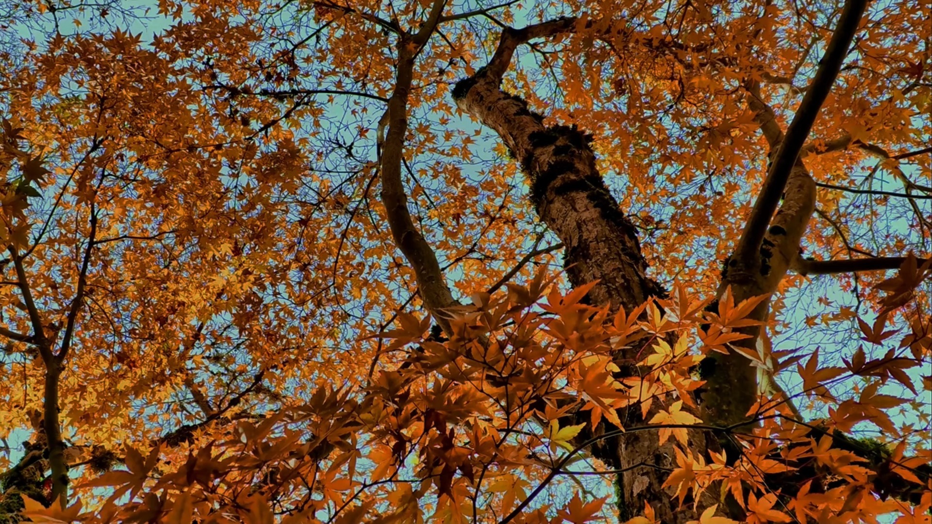 如何才能实现心灵的觉醒，让觉知回归圆满的觉性呢？着境即烦恼，离境即菩提！