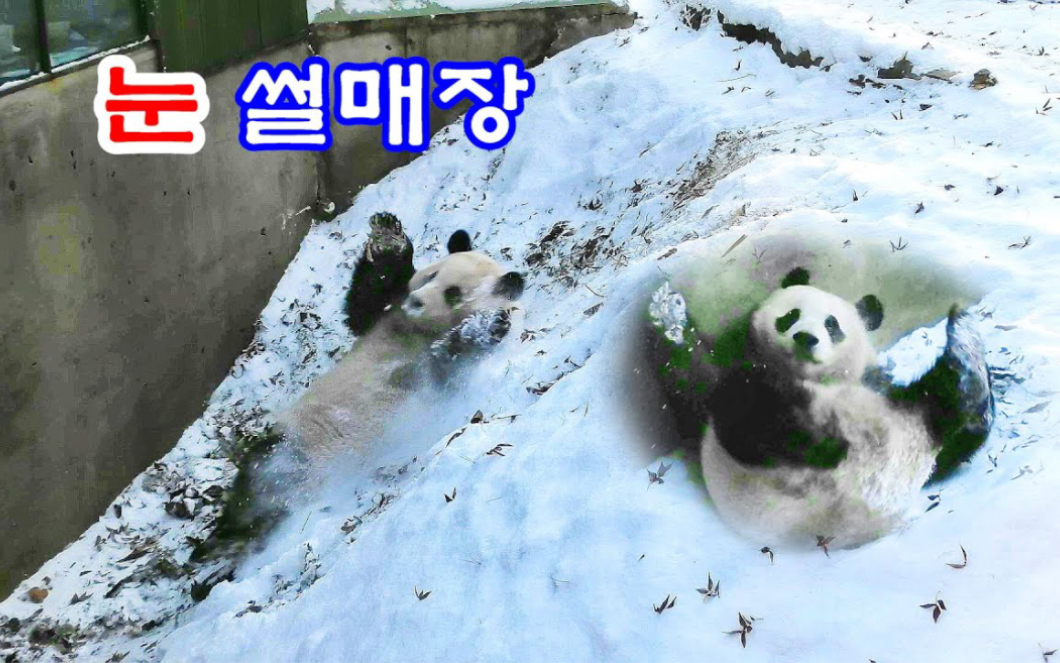 大熊猫福宝 爬坡滑铁卢 气得公主跳脚 221217