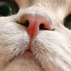 OVO是可爱小猫