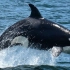 虎鲸的速度到底有多快？？捕猎中的大胖子虎鲸开瞬移！