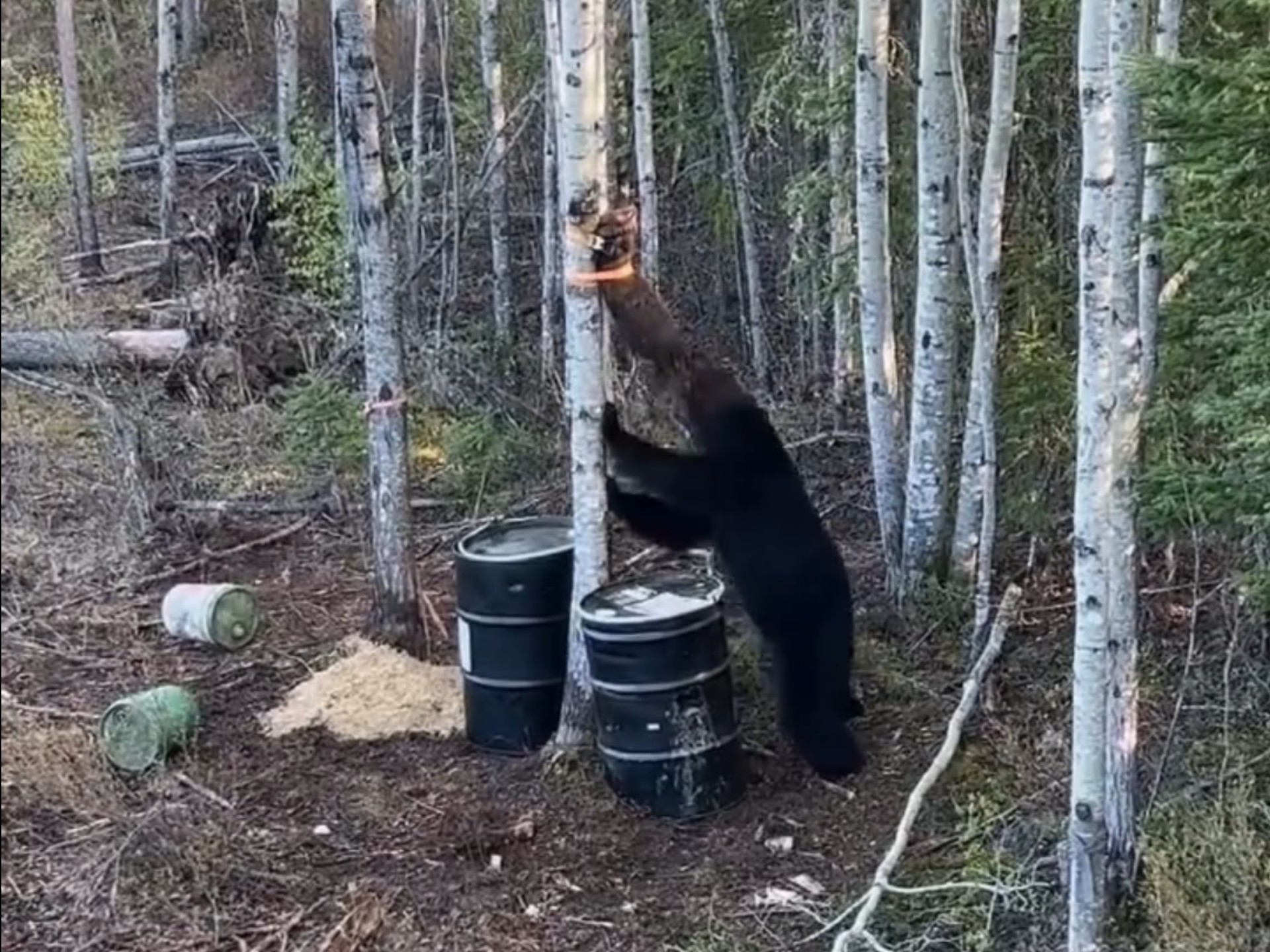 威力好大，黑熊都扛不住一枪