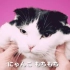 【日本魔性广告】超可爱捏脸猫星人！森永软糖洗脑歌听完就想吃糖了