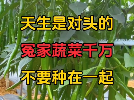 天生是对头的冤家蔬菜千万不要种在一起