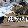 兄妹俩床上大打出手 铲屎官一边拱火挑拨