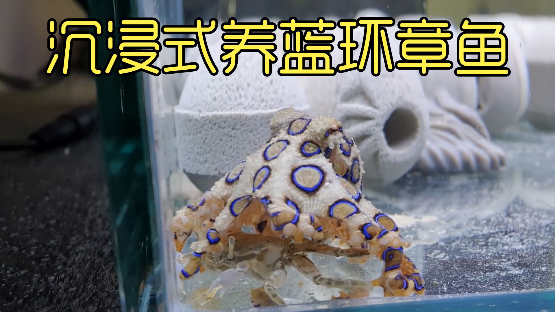 沉浸式养蓝环章鱼，把蓝环章鱼给螳螂虾吃，它会中毒吗？