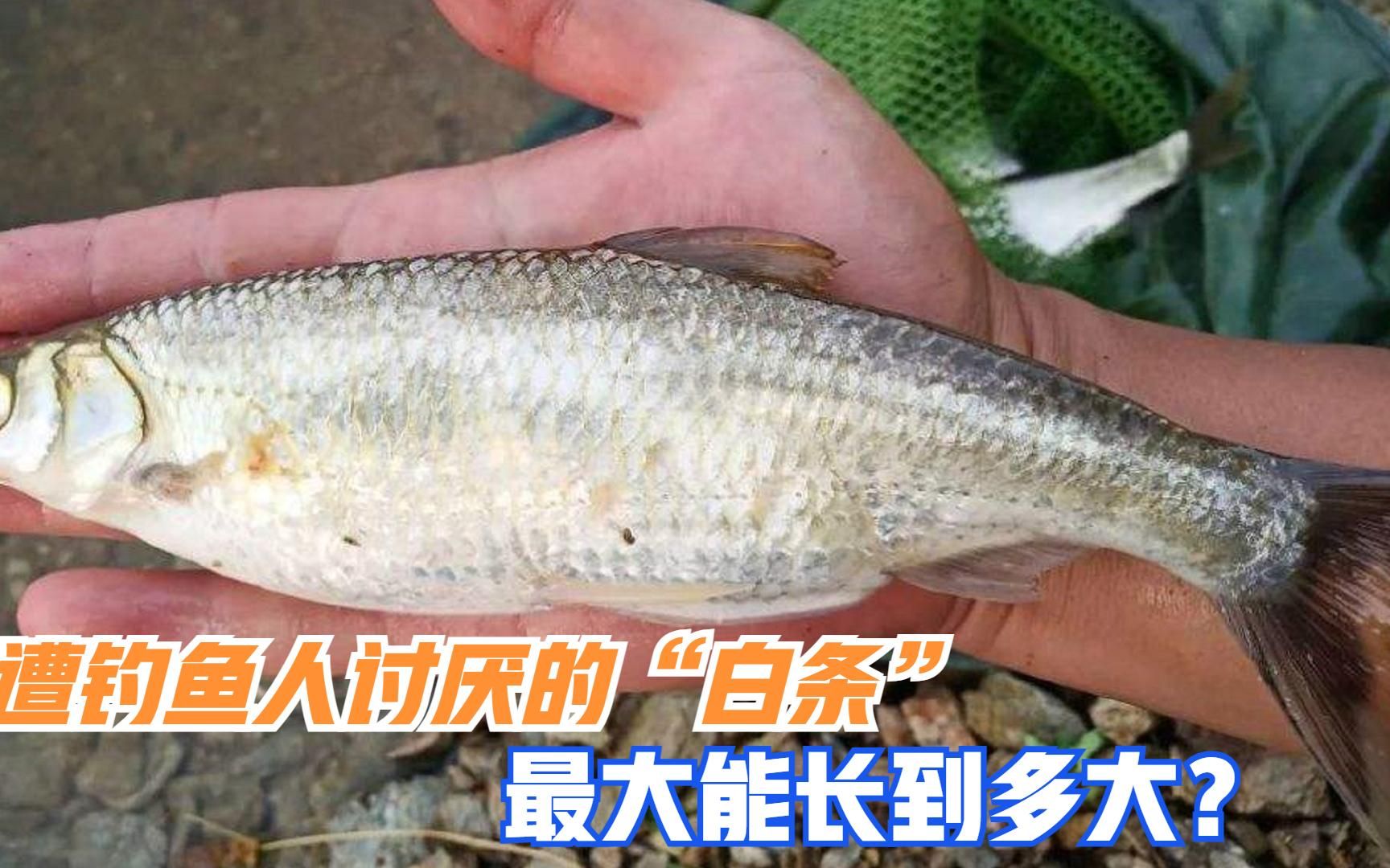 遭钓鱼人讨厌的"白条,是怎样一种鱼?它最大能长到多大?