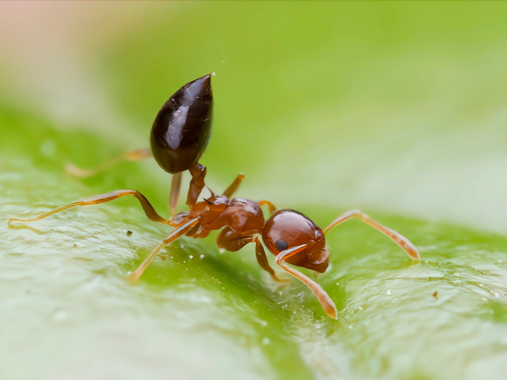 黑褐举腹蚁，最适合新手的蚂蚁