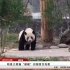 明星大熊猫暖暖回国首次亮相【 IPanda直播录屏】