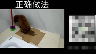 怎么教狗装死视频 f13c23669111a2d7ff3075f03a2cce038502c526.jpg@310w_174h_1c_100q.jpg