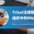 【Bio-protocol】Trizol法提取组织中的RNA