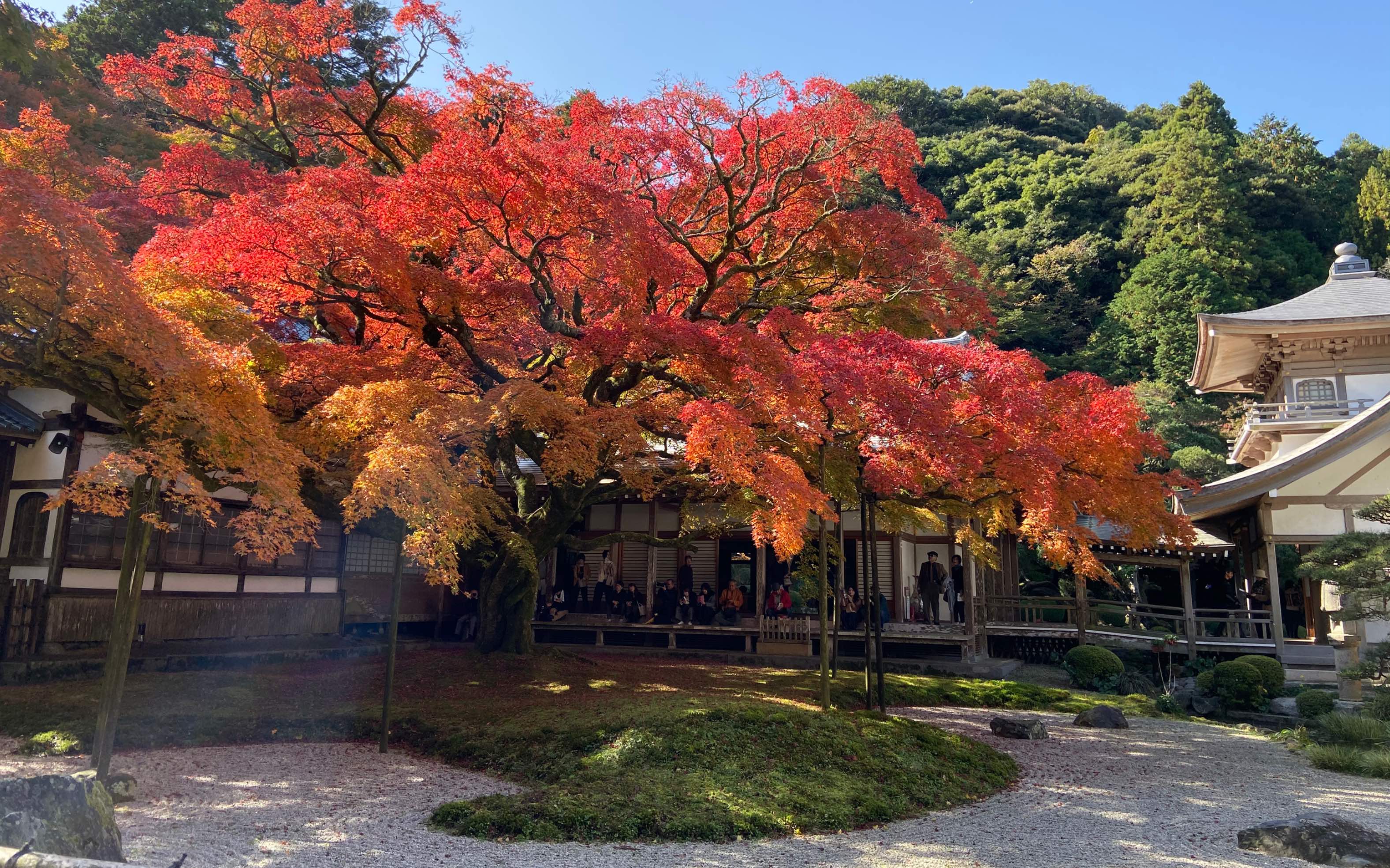 日本乡村生活 到了赏红叶的季节了 哔哩哔哩 つロ干杯 Bilibili