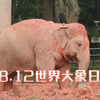 世界大象日