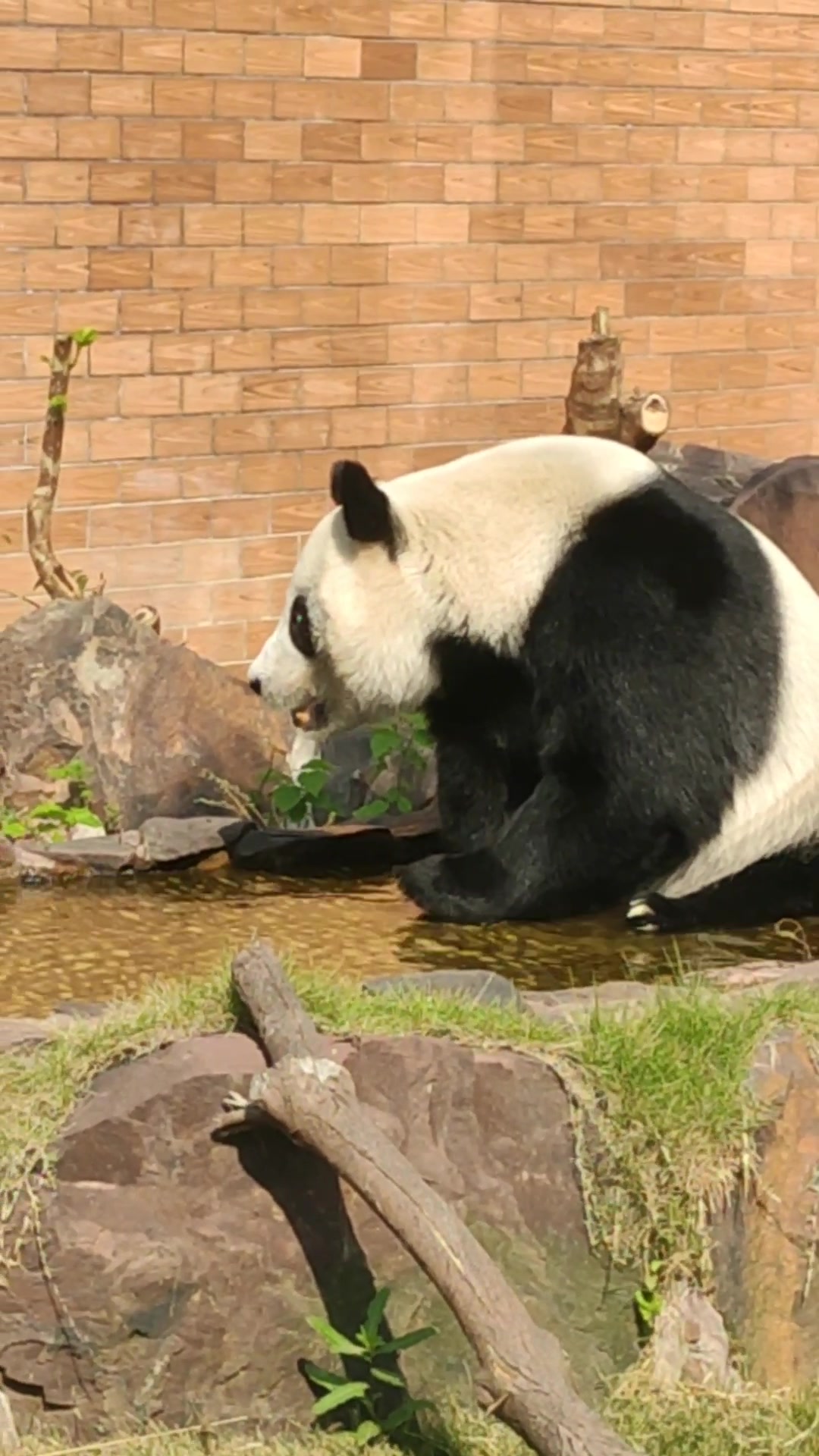 大熊猫竹韵竹韵金虎的麻麻熊泡澡思考熊生