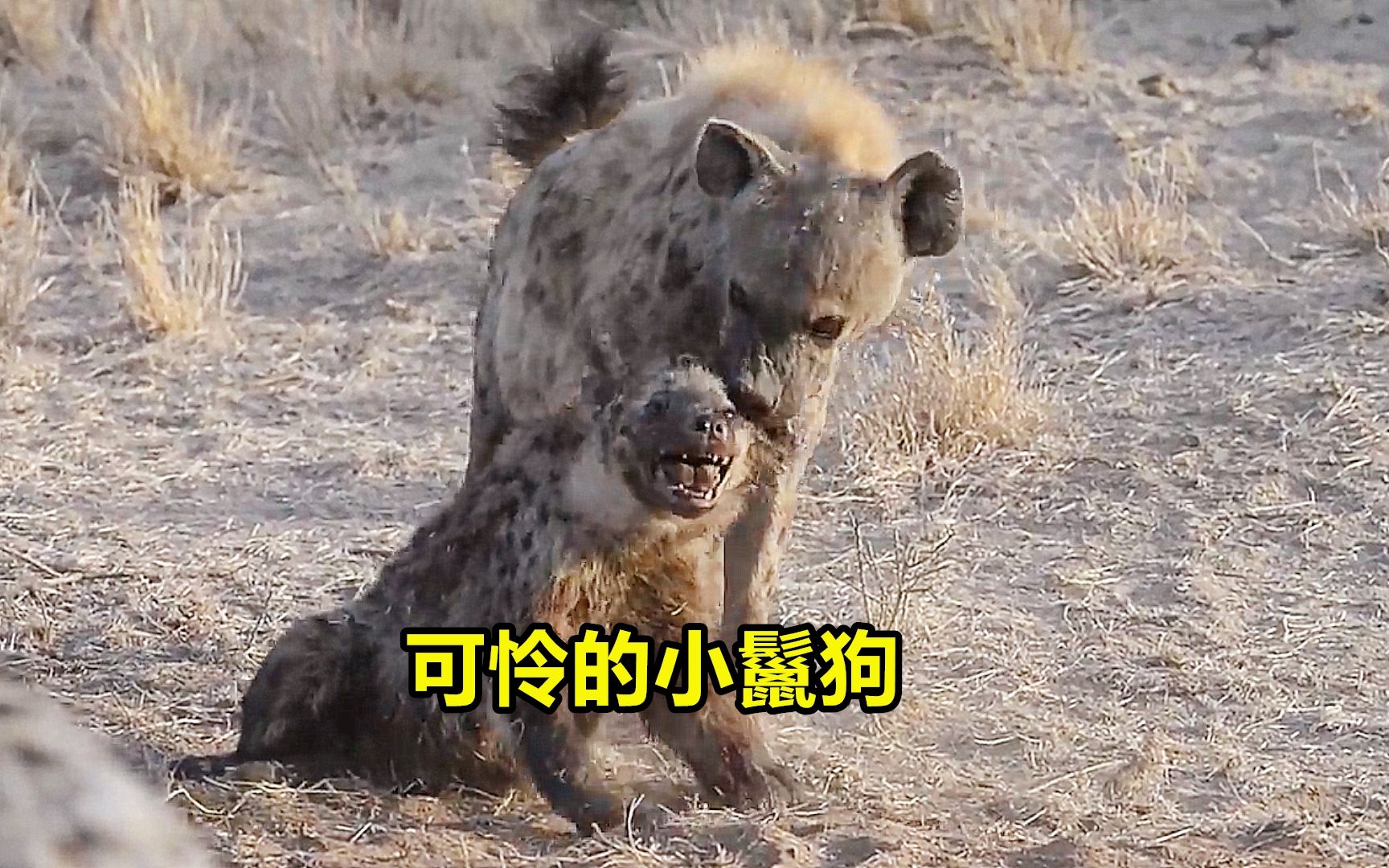 这只小鬣狗不守规矩，遭到鬣狗女王无情的惩罚，它的处境太悲惨了