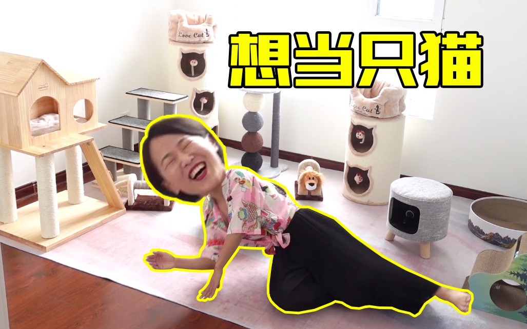 一口气买了10000块钱的猫爬架,女主人高兴的在地上打滚儿!比猫还激动!