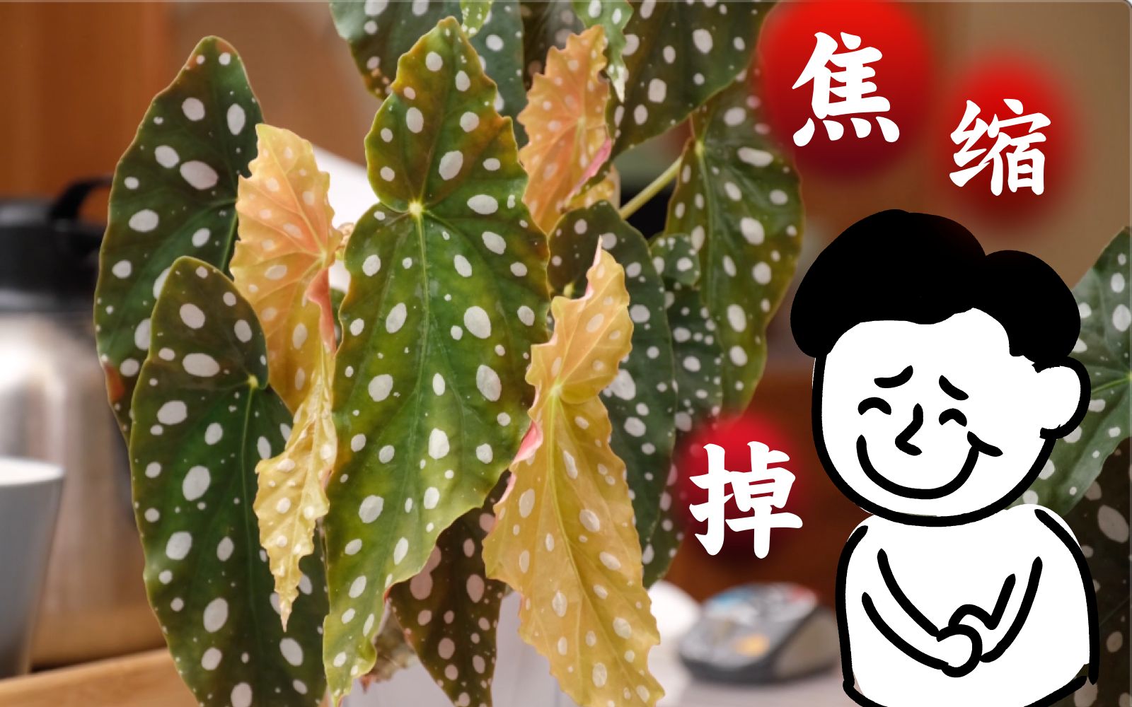 实验｜用四种土，养出四种不同状态