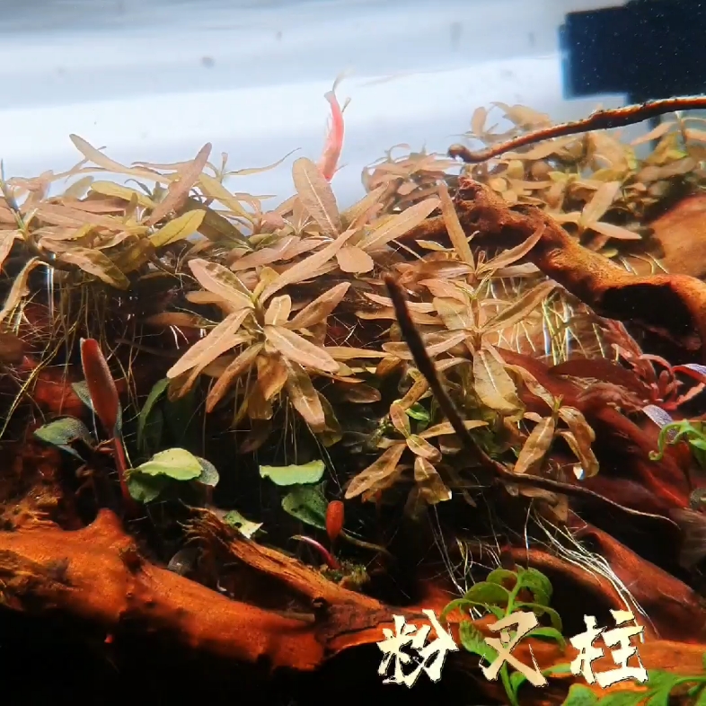 粉叉柱水草