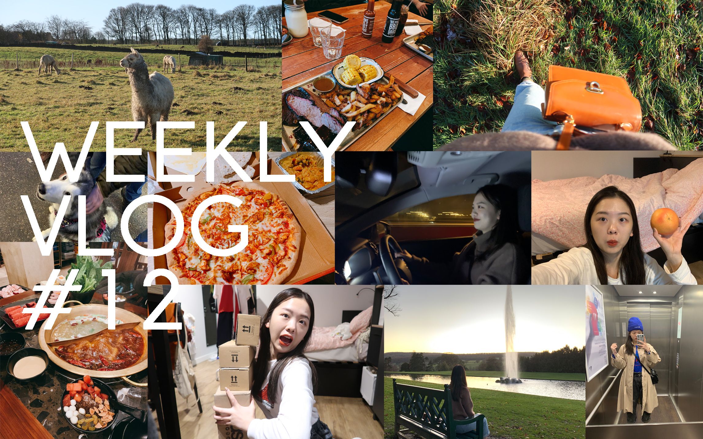 Weekly Vlog 12| 疯狂阅读也有出去玩的一周/我开车了!/羊驼动物园/达西庄园/收了很多快递/吃了披萨烤肉火锅