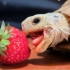 小龟的草莓吃播