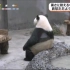熊猫热到怀疑人生，日本网友看乐了