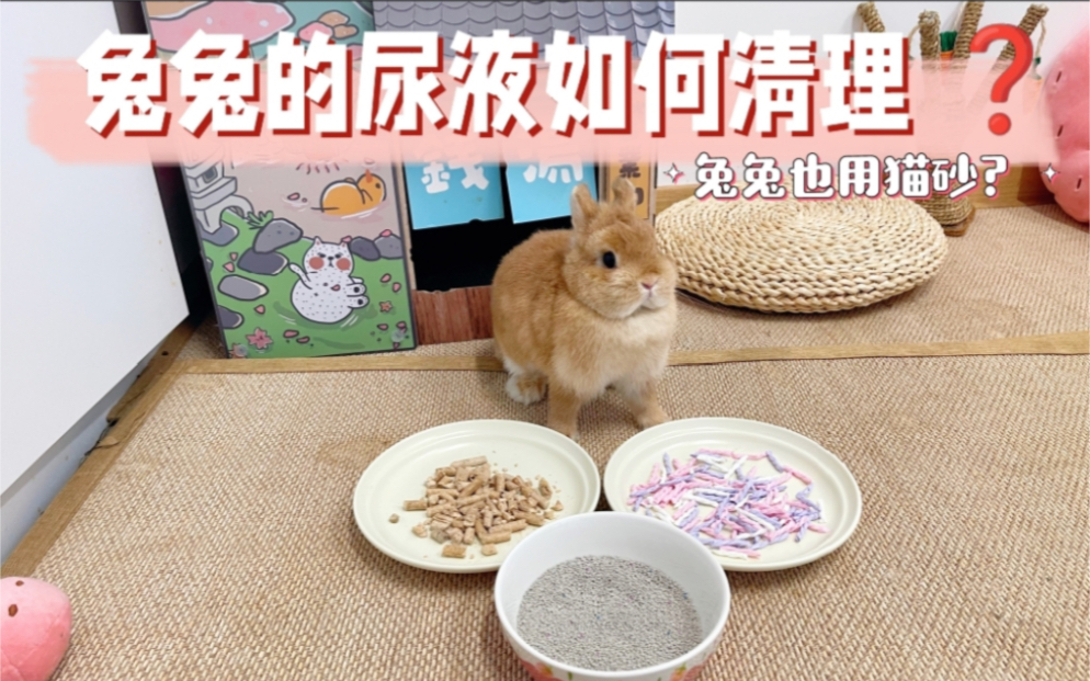 兔兔尿液如何清理？木粒？猫砂？