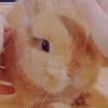 兔子秘技之缩阳入腹