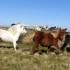 萌萌哒！一群可爱的设得兰矮种马在富拉岛上肆意的奔跑