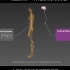 3D医学动画：神经系统的机理