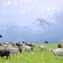 可可托海的牧羊人（伴奏版）演出大屏幕背景led视频素材 舞美视频背景定制