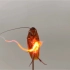 蟑螂：我燃起来了！