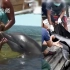 揭秘日本“海豚湾”：对海豚进行残忍捕杀和虐待