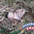 小伙野外发现被遗弃的小猴，杂草中艰难求生，看到人后很激动