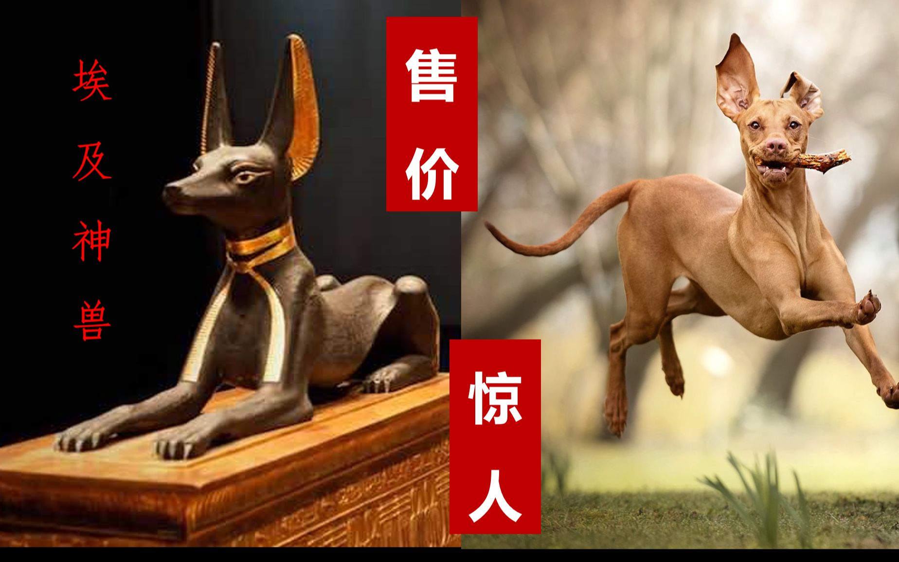 古埃及神兽法老王猎犬血统高贵国内售价高到吓人